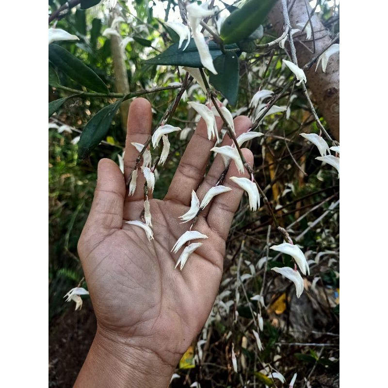 jual bibit anggrek dewasa siap berbunga.