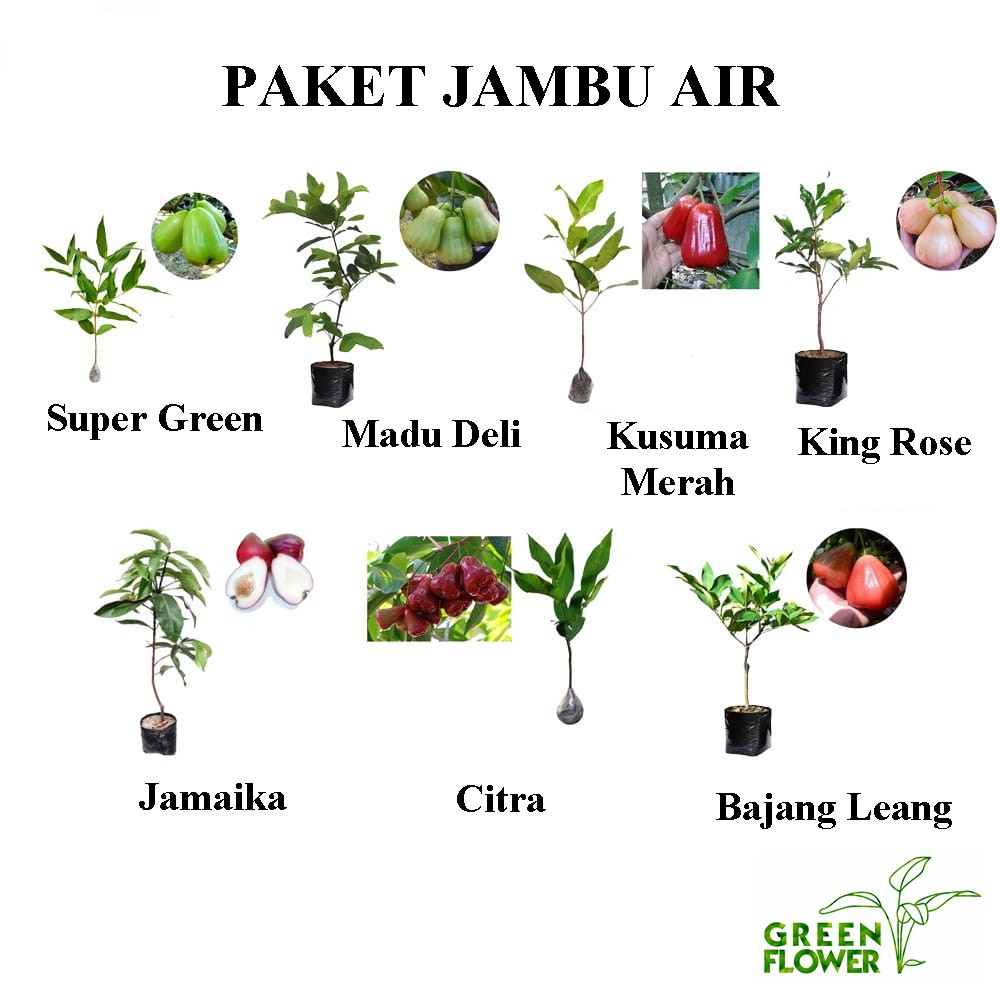 PROMO 3 JENIS BIBIT JAMBU AIR MURAH