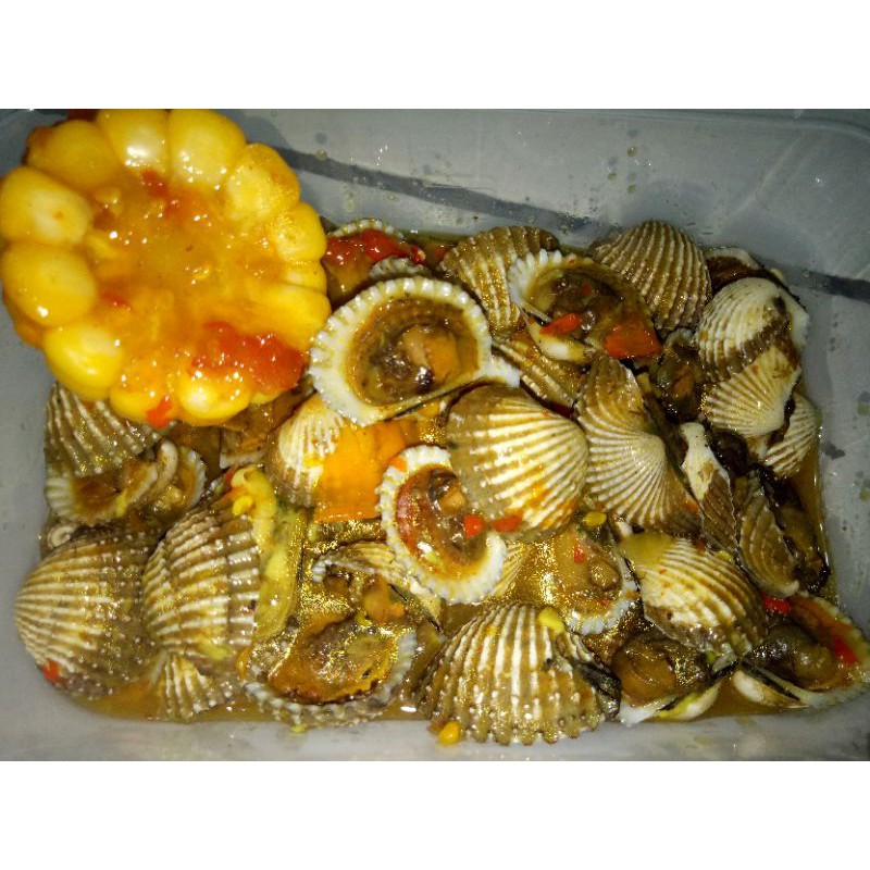 

Kerang Dara Matang