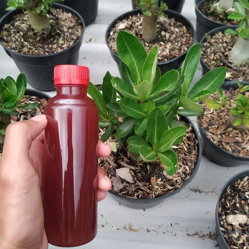 biang PSB starter bakteri PSB indukan bakteri fotosintesis pupuk tanaman