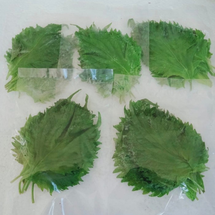 

DAUN PERILLA / OHBA / SHISO LEAF (pack isi 10)