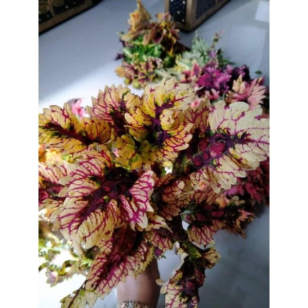 Tanaman hias miana Sultan id cendrawasih msh bhn wrna blm jadi