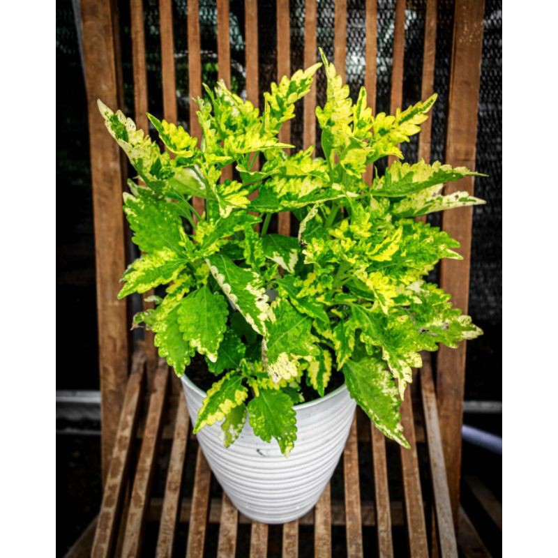 Tanaman Hias Miana Bisa COD Tanaman Miana