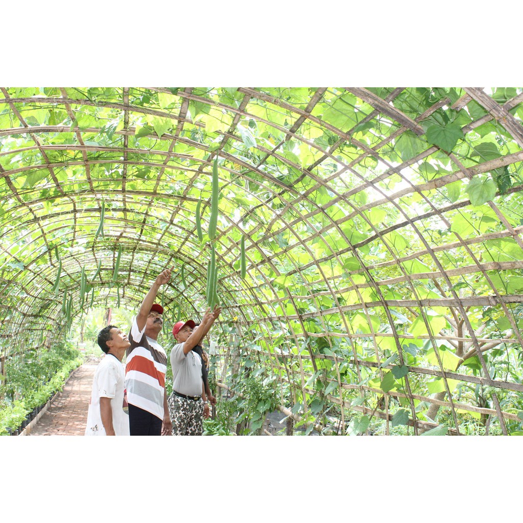 Paket Bibit Sayuran 5 Macam Benih Sayuran Rambat Sayur Merambat Buncis Kacang Pare Oyong Timun Panjang Lalap Unggul Berkualitas