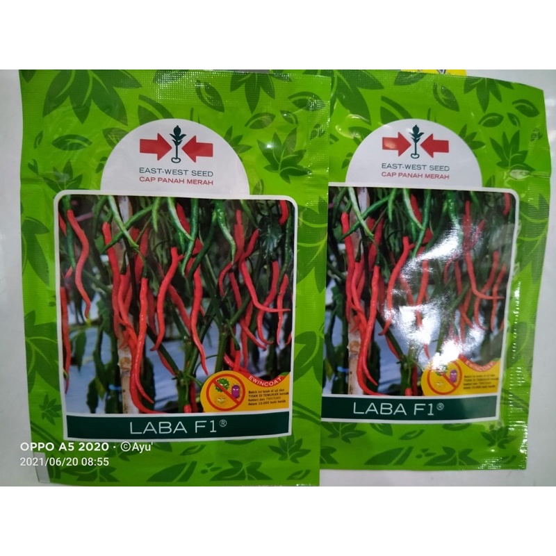 

Cabe Keriting Laba F1