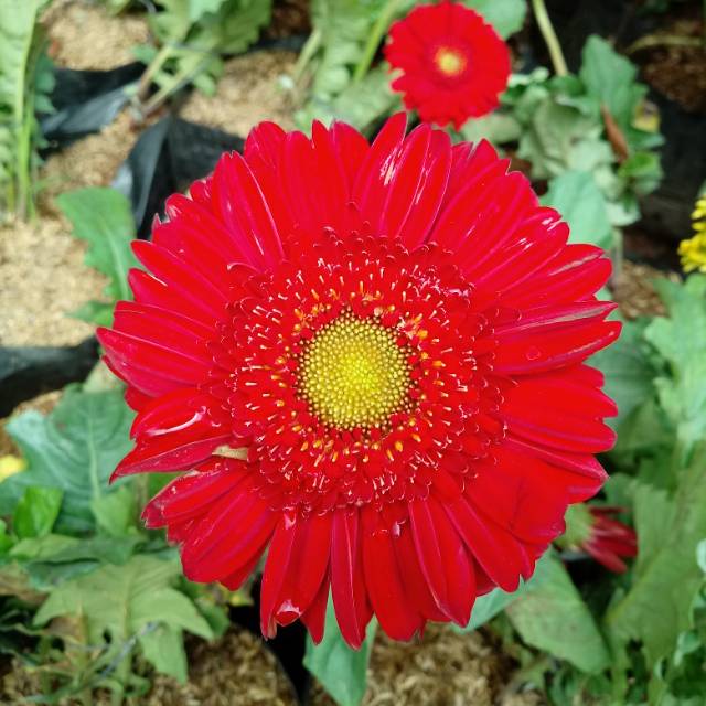 Tanaman bunga gerbera hebras