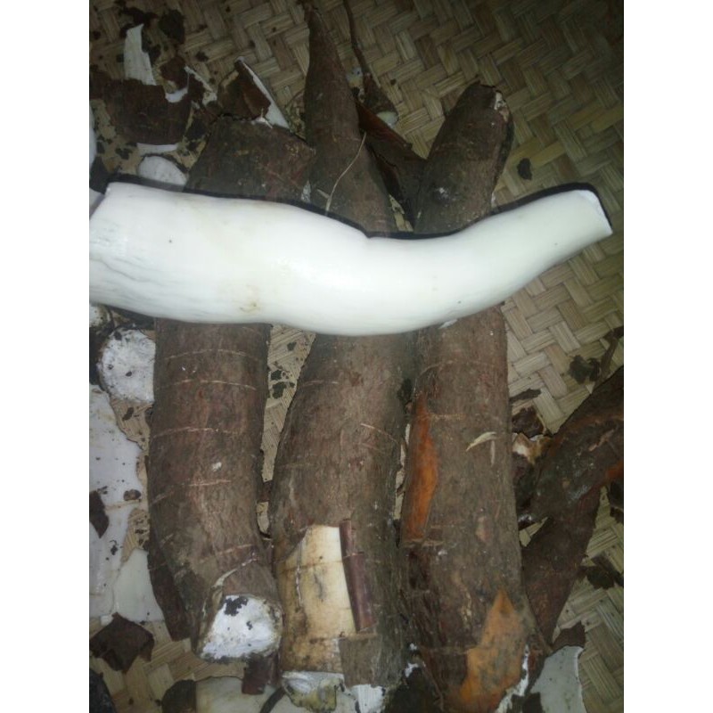 

singkong pulen asli