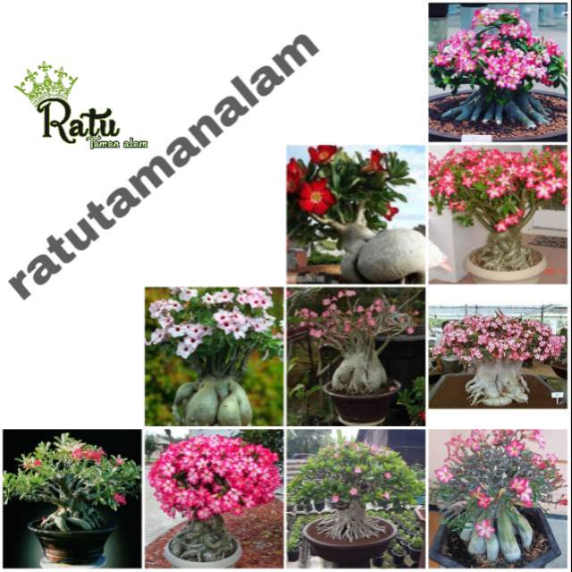 

SUPER PAKET HEMAT 10 bibit BONSAI adenium kamboja jepang