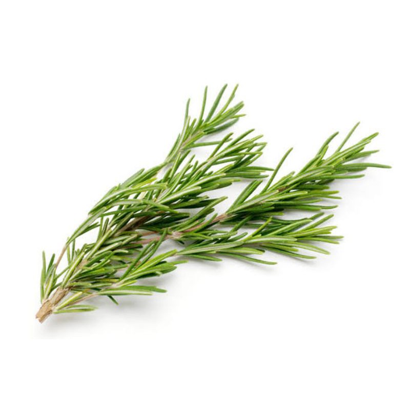 

Rosemary Fresh Organik 100% Sayur Segar Organic