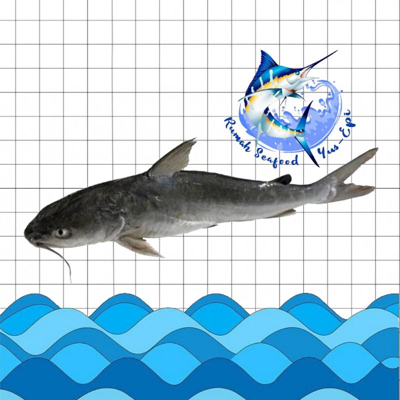 

Ikan Manyung - rumahseafoodyusepi