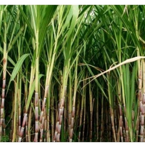 

Tebu hitam segar panjang 1 meter tbg