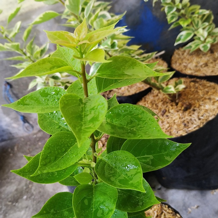 TANAMAN HIAS HIDUP/BOUGENVILLE SINGAPORE PINX MIKRO(DAUN KECIL)
