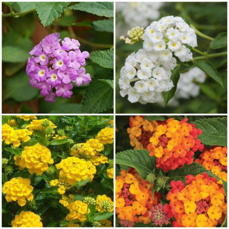 paket  lantana mikro 4warna (kuning,putih,ungu,oren)