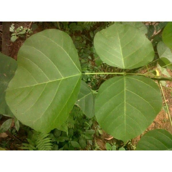 

[ Fresh Produk ] Daun Dadap Serep Segar 1 Kg