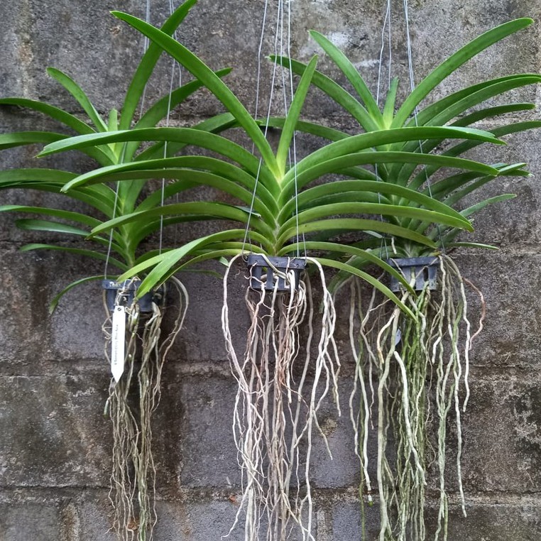 Anggrek Vanda Dewasa Siap Bunga