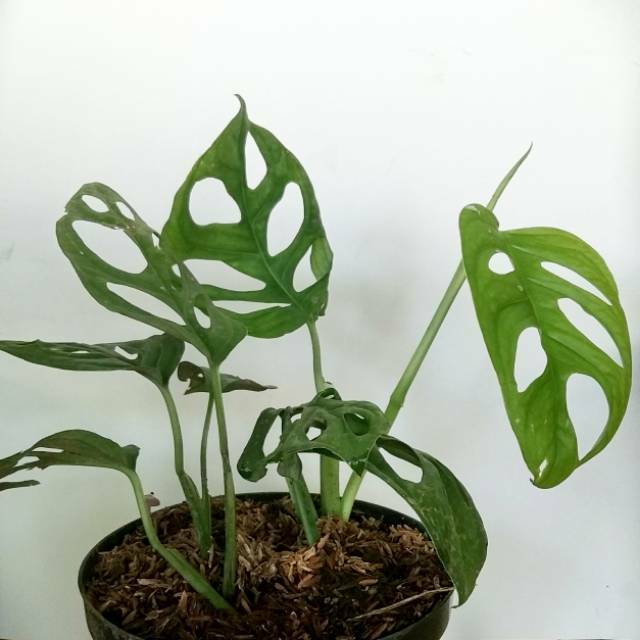 Janda Bolong / Daun Jendela