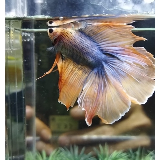 IKAN CUPANG HALFMOON DOUBLE TAIL/HMDT MASCOT SERIES ORANGE 100% REALPICT (KODE AM8)
