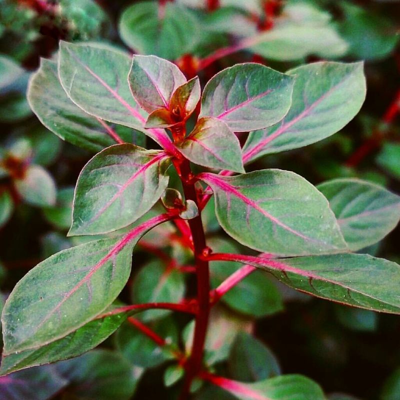 Ludwigia sp red ( Tanaman Aquascape Tanpa Co2 )