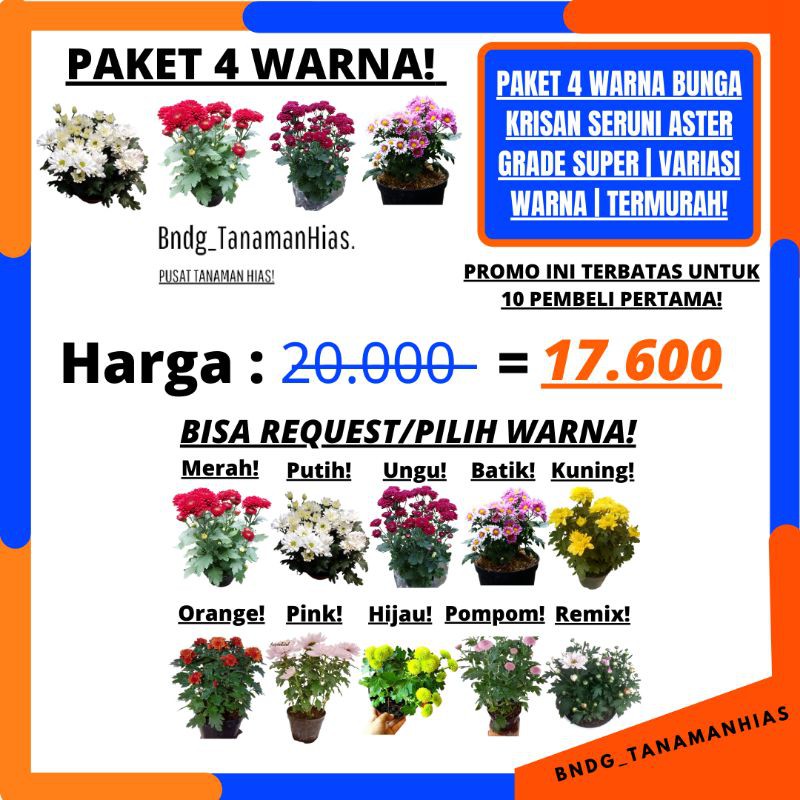 PAKET 4 POHON 4 WARNA! BUNGA KRISAN SERUNI ASTER GRADE SUPER | COD | TERMURAH!