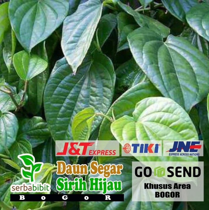 

Daun Sirih Hijau Segar 500 Gram - Obat Herbal - Daun Sereuh