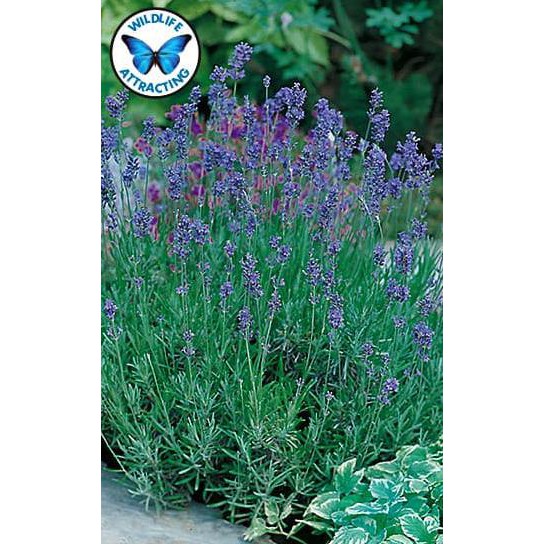 xOrder Benih Bunga Lavender Munstead Strain Mr.Fothergill'S F1 Juara