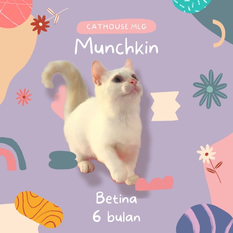 Kucing Kitten Munchkin Red Point Blue Eye Kaki Pendek Cebol Lucu Himalaya
