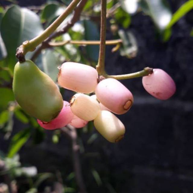 Bibit Jamblang Juwet Duwet Putih bibit buah langka unik