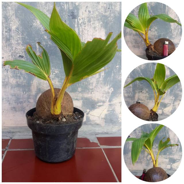 Bonsai kelapa gading kuning