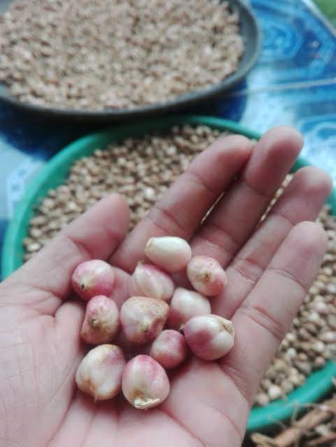 

Buah Kapulaga segar 100gr fresh organik
