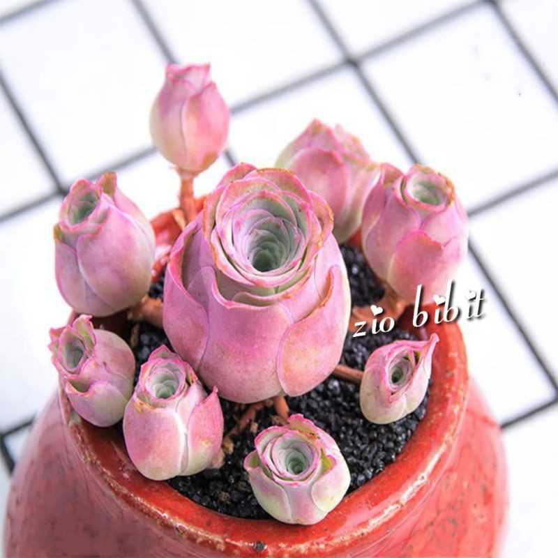 Bibit benih kaktus sukulen mini hias agatha