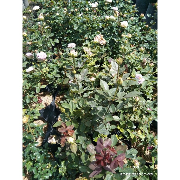 indukan mawar import