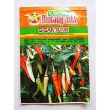 Bibit Benih Cabe Rawit Cengek Domba SIGANTUNG Bintang Asia