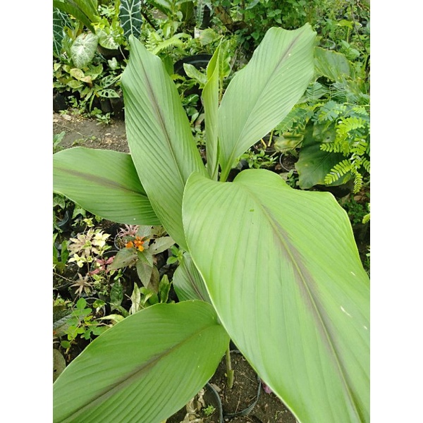 kunyit hitam / kunir