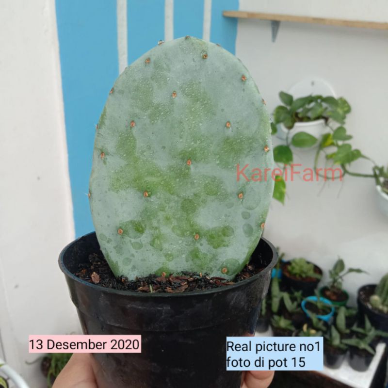 kaktus centong biru | opuntia blue