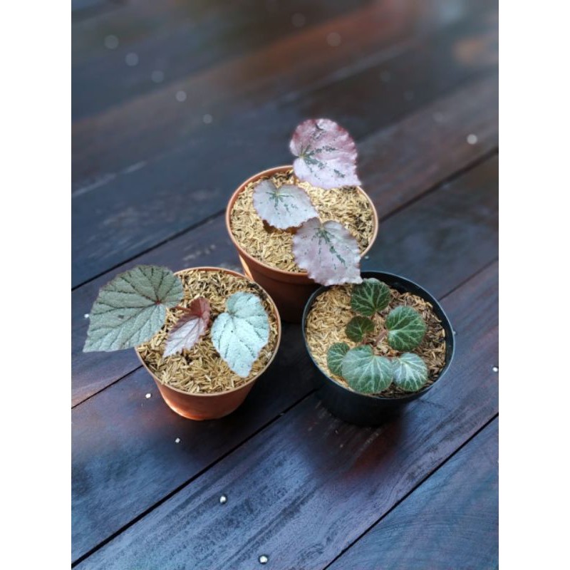 Paket Begonia