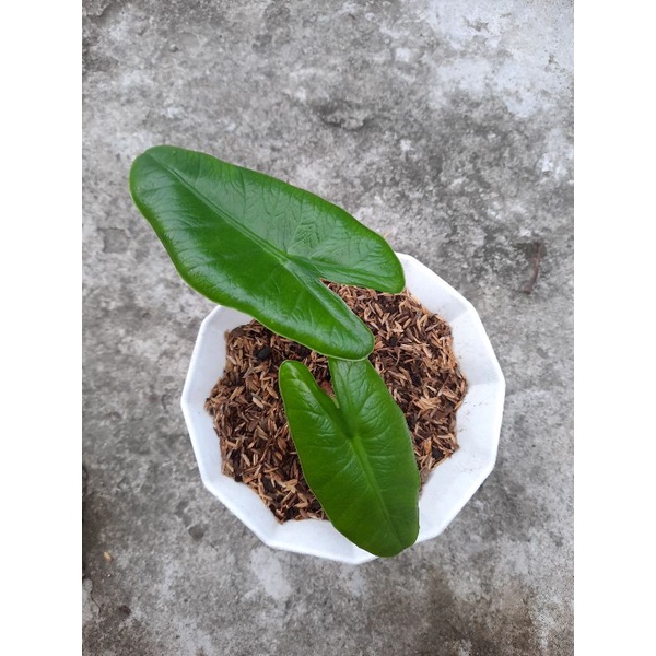 Alocasia Alokasia Sulawesi Scalprum Hijau ( Karpet Sp.Sulawesi )