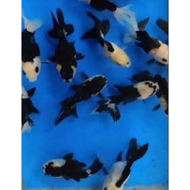 IKAN KOKI PANDA ORIGINAL