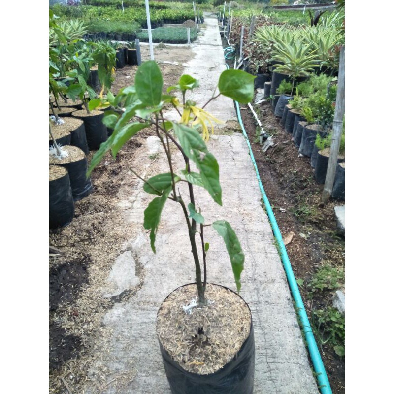 Pohon Bunga Kenanga Kuning Wangi Bibit Bunga Kenanga Bibit Pohon Kenanga