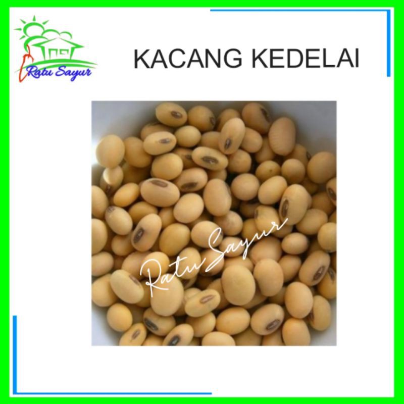 

Kacang Kedelai/Ratu Sayur .id