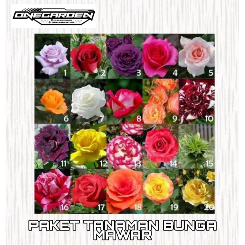 Paket Tanaman Mawar 6 Tanaman Berbunga
