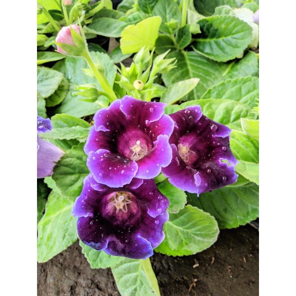 Tanaman hias Gloxinia bisa pilih warna