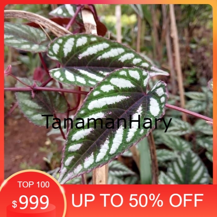 tanaman sirih keraton, tanaman rambat keraton, tanaman gantung keraton