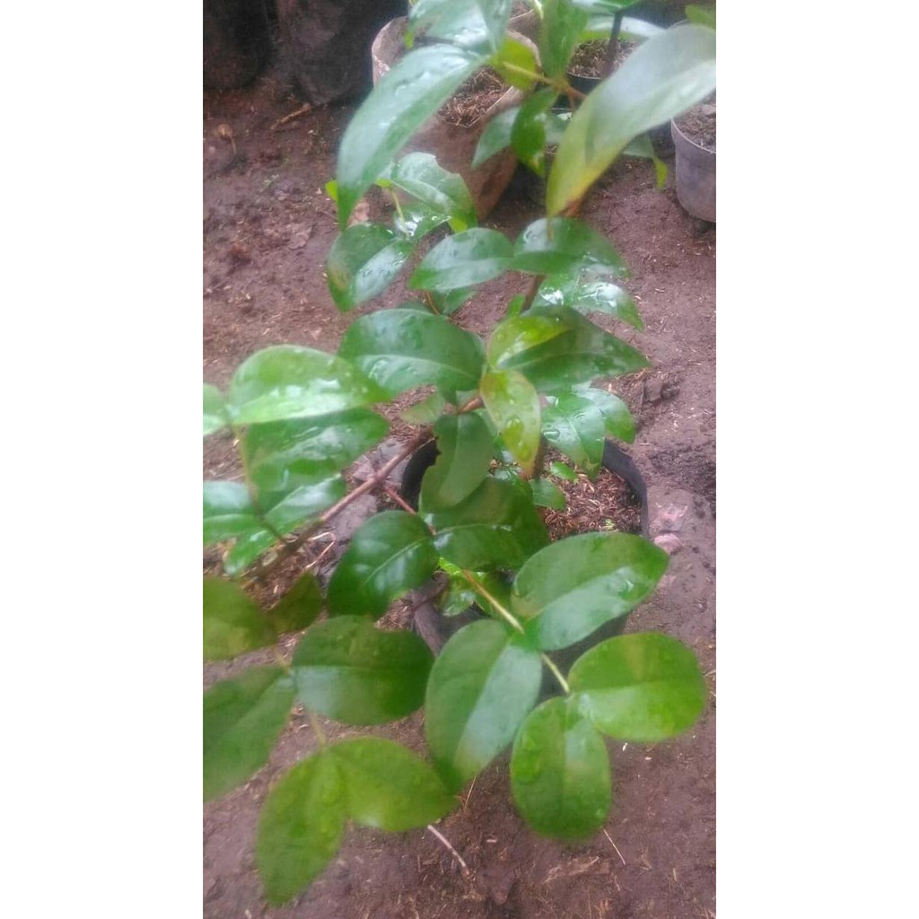 Dewandaru / Bibit Dewandaru / Bibit Tanaman / Bibit Buah Oxy