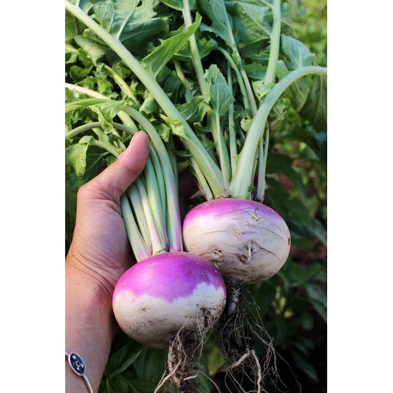 Benih Bibit Biji - Turnip Purple Top White Globe Lobak Bulat Ungu Putih Seeds - IMPORT