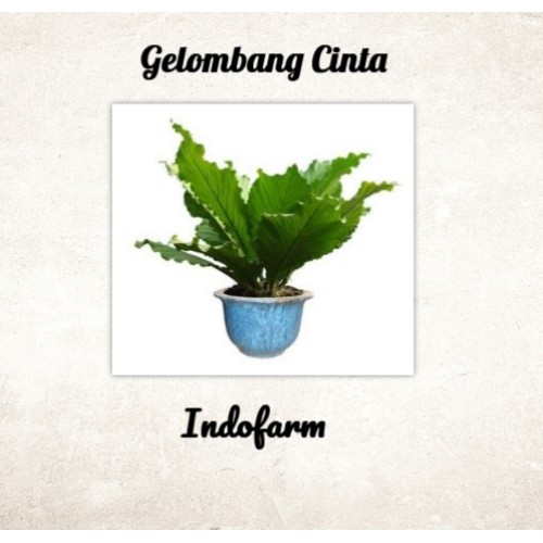 Tanaman Bibit Bunga Gelombang Cinta