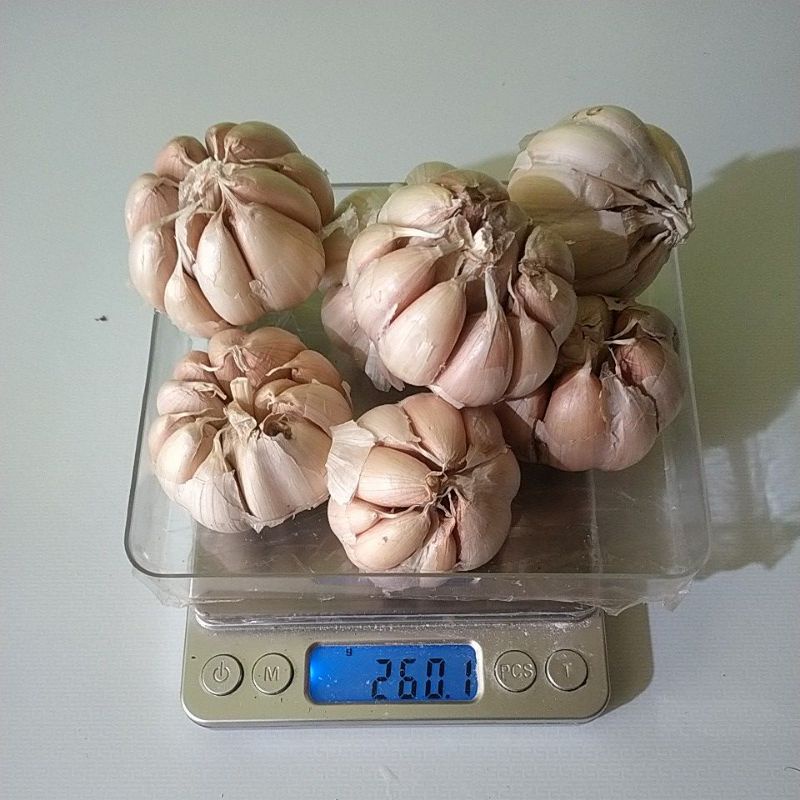 

Bawang putih