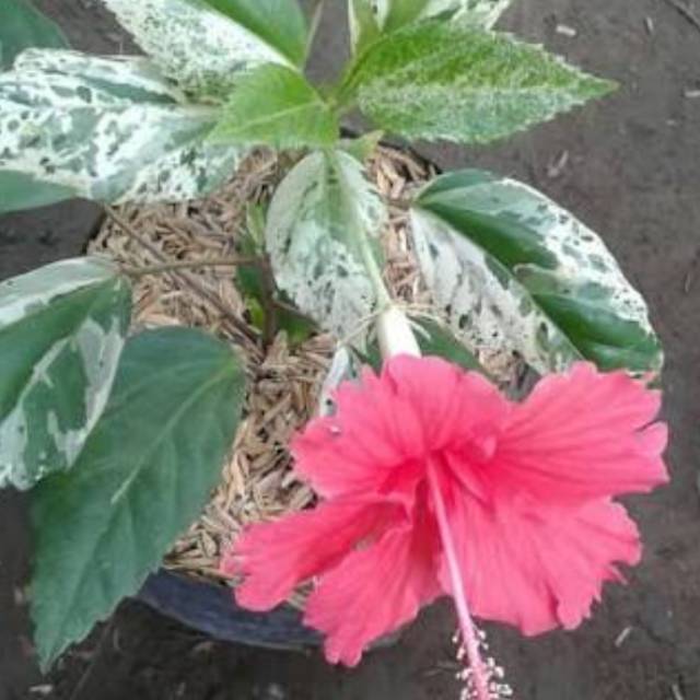 BUNGA SEPATU VARIGATA