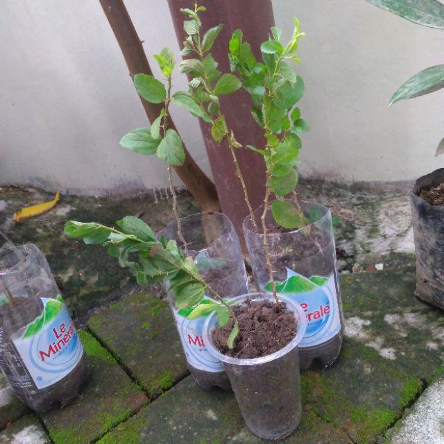 Paket 5 Bibit Tanaman Bidara Bibit Benih Tanaman Daun Biadara Arab
