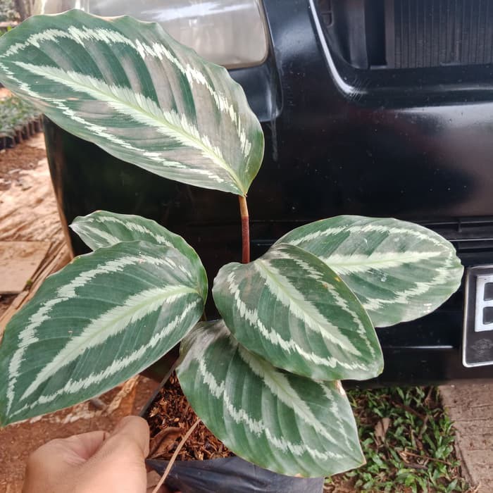 tanaman hias calathea silver back indoor