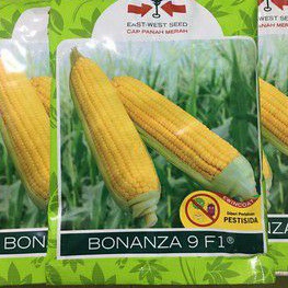 Benih Jagung Manis Bonanza 9 F1 isi 1800 butirBenih